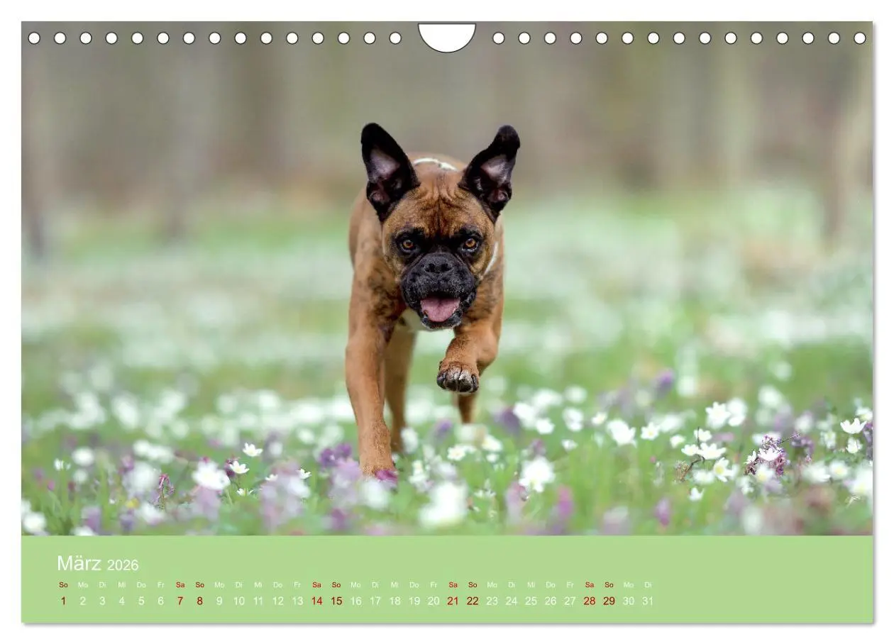 Bild: 9783457359273 | Fantastische Boxer - Sieger der Herzen (Wandkalender 2026 DIN A4...