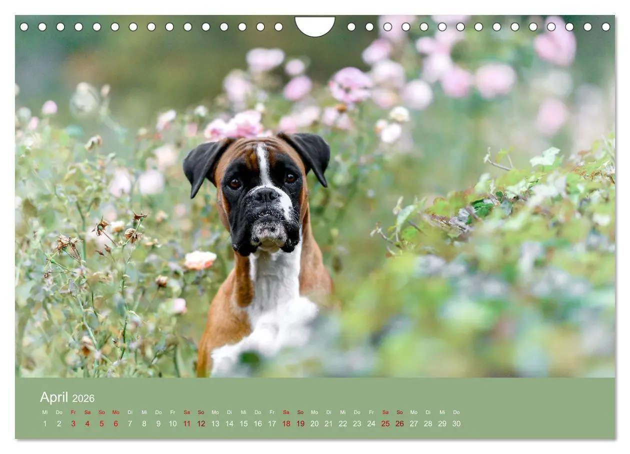 Bild: 9783457359273 | Fantastische Boxer - Sieger der Herzen (Wandkalender 2026 DIN A4...
