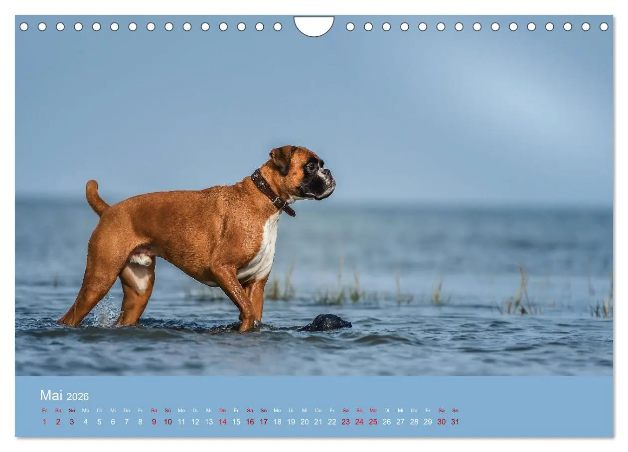 Bild: 9783457359273 | Fantastische Boxer - Sieger der Herzen (Wandkalender 2026 DIN A4...