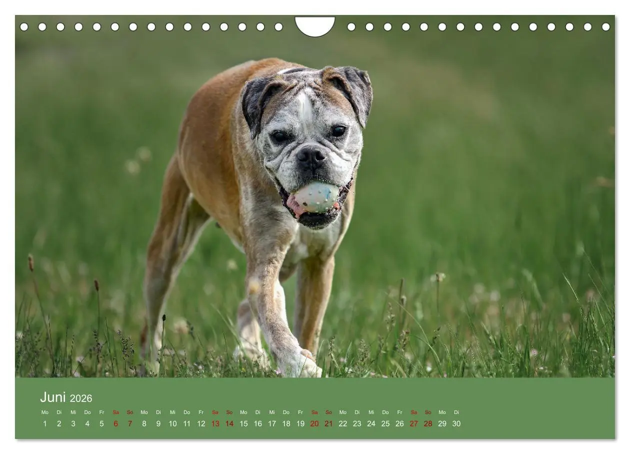 Bild: 9783457359273 | Fantastische Boxer - Sieger der Herzen (Wandkalender 2026 DIN A4...