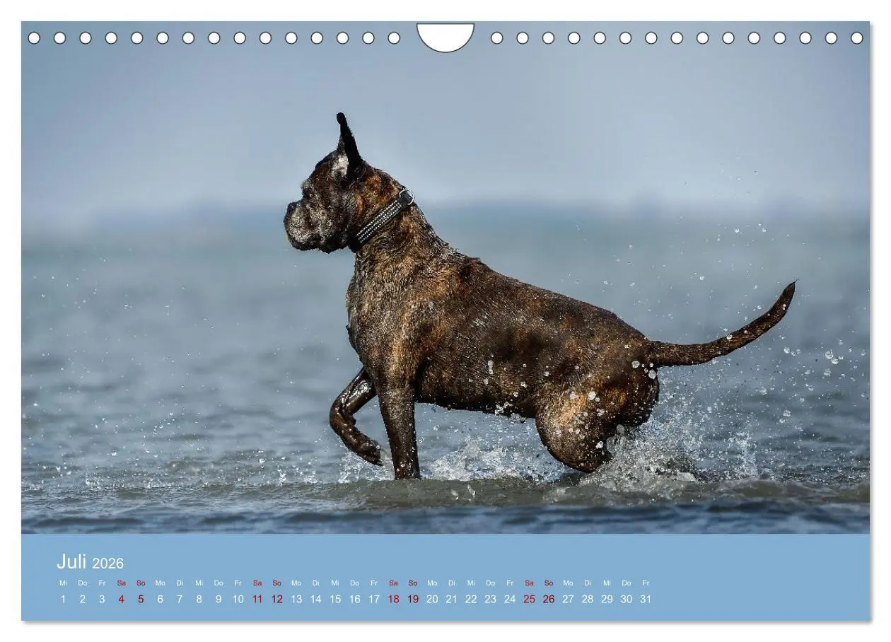 Bild: 9783457359273 | Fantastische Boxer - Sieger der Herzen (Wandkalender 2026 DIN A4...