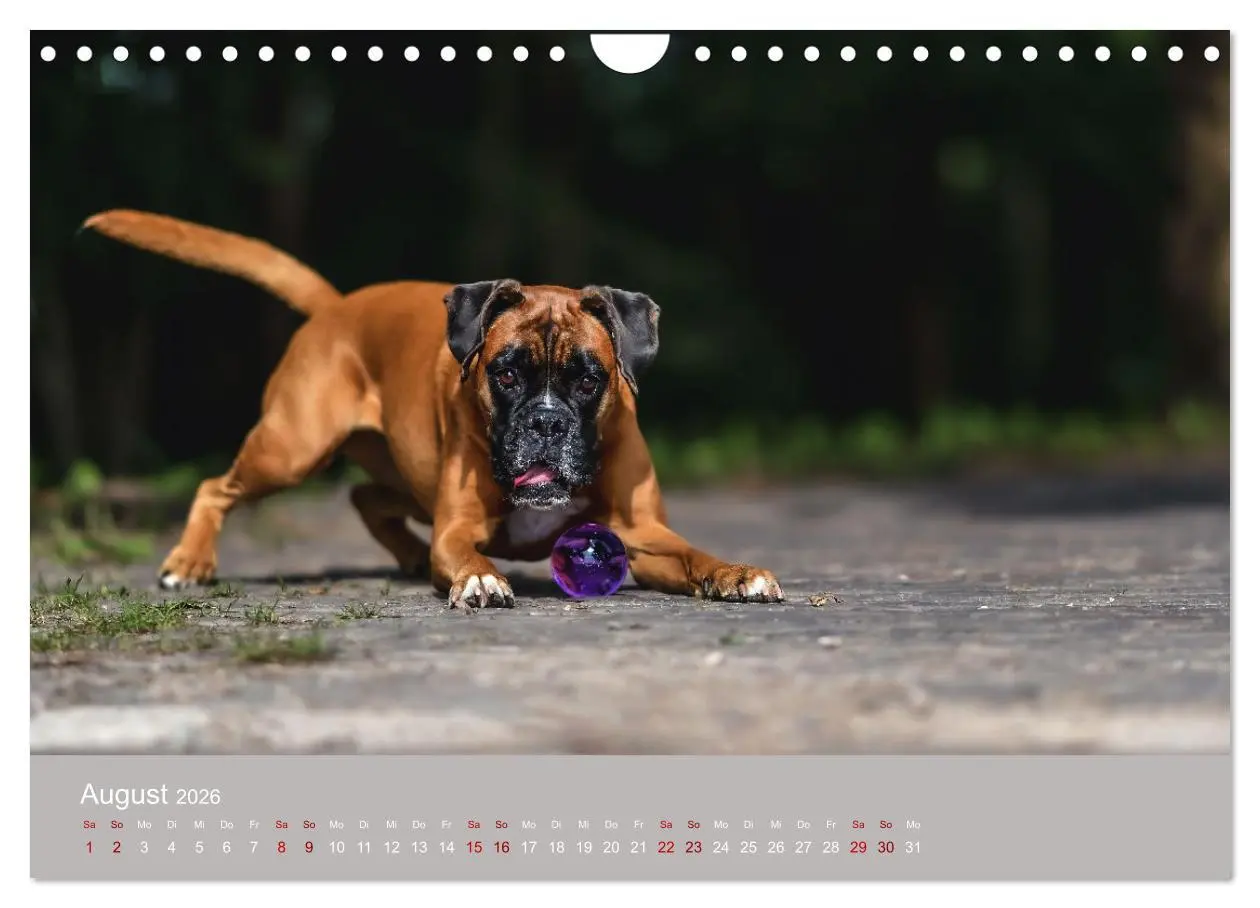 Bild: 9783457359273 | Fantastische Boxer - Sieger der Herzen (Wandkalender 2026 DIN A4...