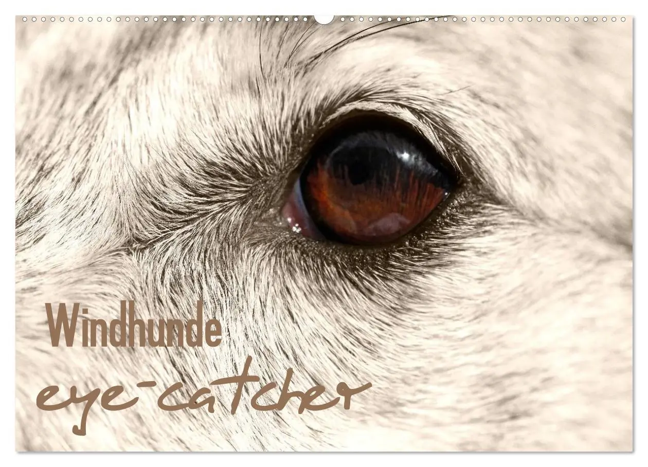 Cover: 9783457979273 | Windhunde eye-catcher (Wandkalender 2026 DIN A2 quer), CALVENDO...