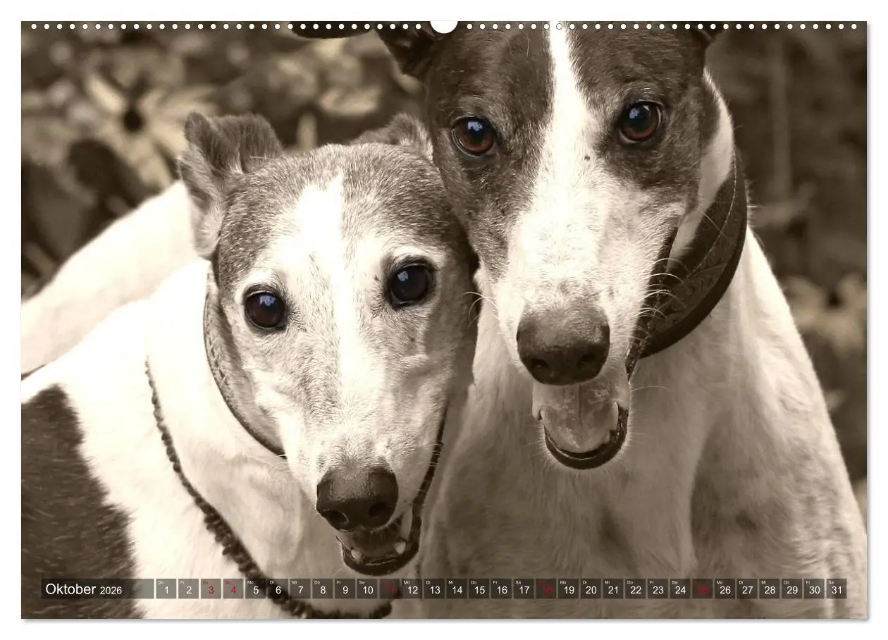 Bild: 9783457979273 | Windhunde eye-catcher (Wandkalender 2026 DIN A2 quer), CALVENDO...