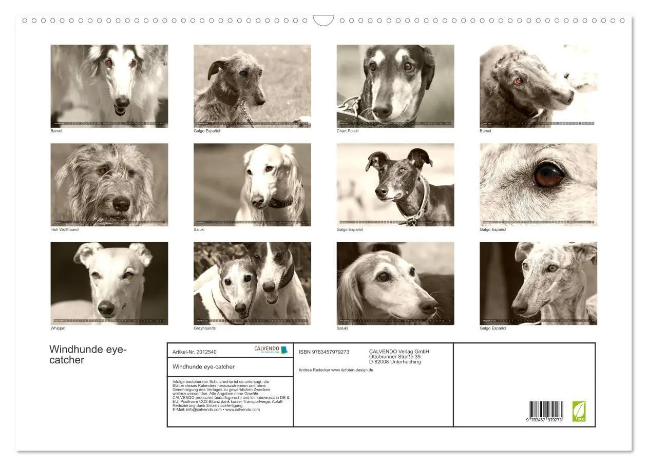 Bild: 9783457979273 | Windhunde eye-catcher (Wandkalender 2026 DIN A2 quer), CALVENDO...