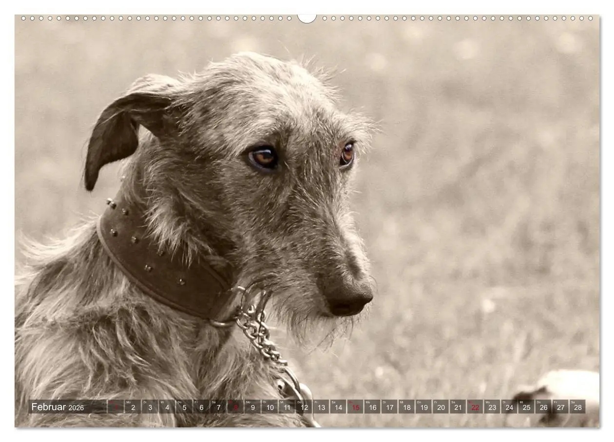 Bild: 9783457979273 | Windhunde eye-catcher (Wandkalender 2026 DIN A2 quer), CALVENDO...