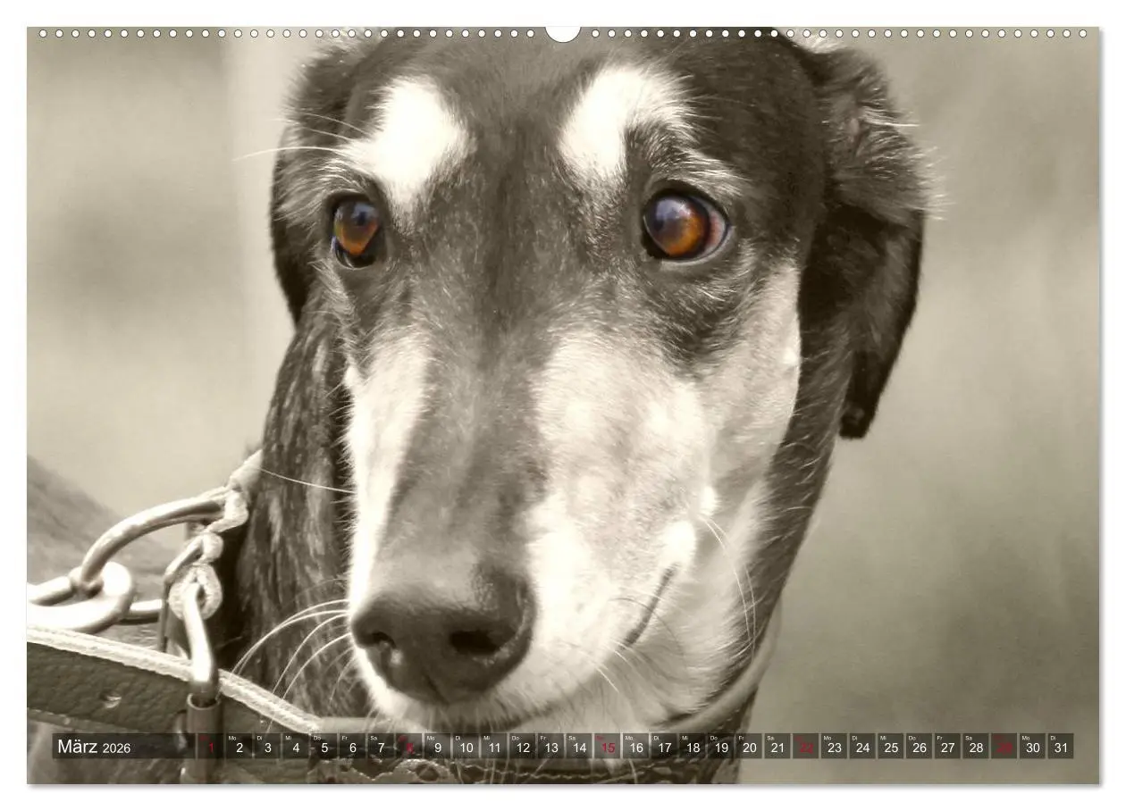 Bild: 9783457979273 | Windhunde eye-catcher (Wandkalender 2026 DIN A2 quer), CALVENDO...