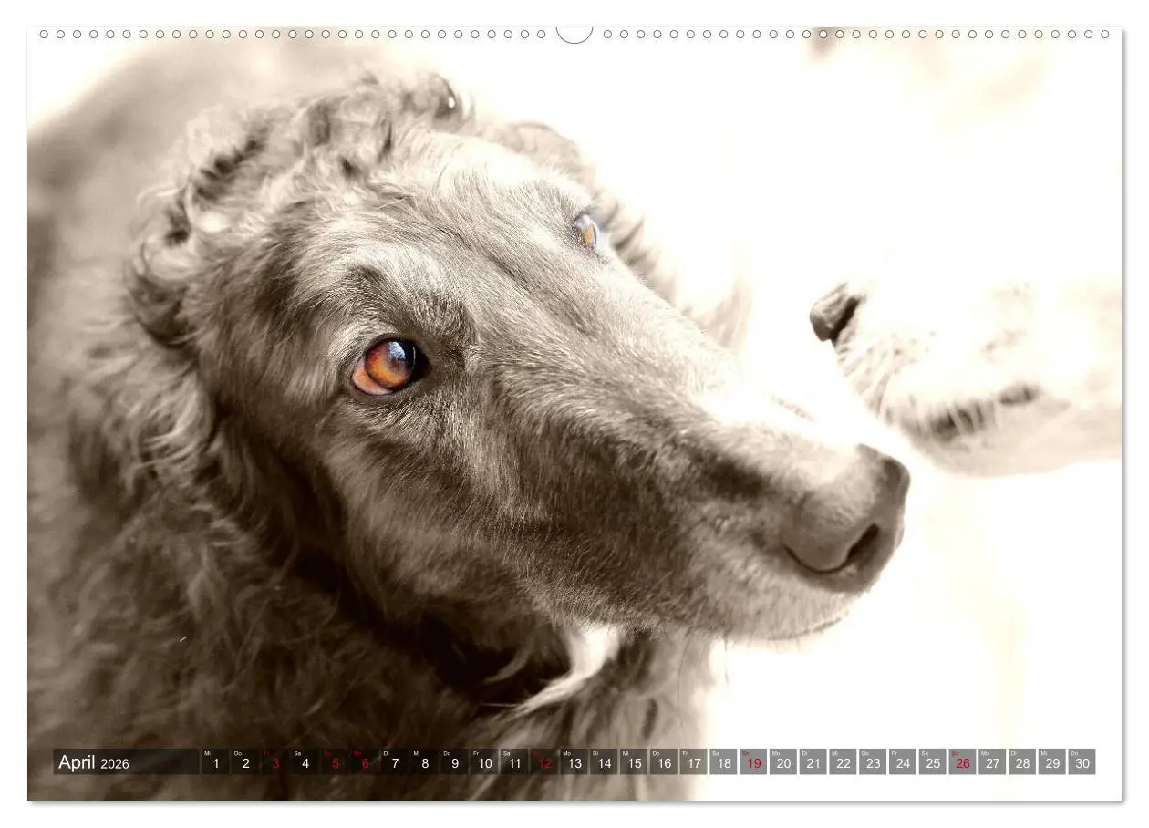 Bild: 9783457979273 | Windhunde eye-catcher (Wandkalender 2026 DIN A2 quer), CALVENDO...