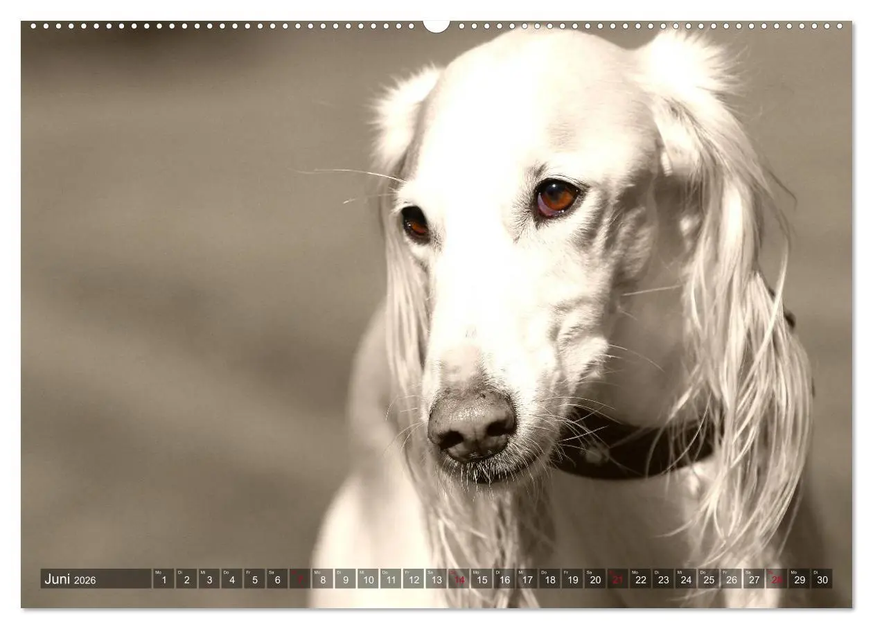 Bild: 9783457979273 | Windhunde eye-catcher (Wandkalender 2026 DIN A2 quer), CALVENDO...