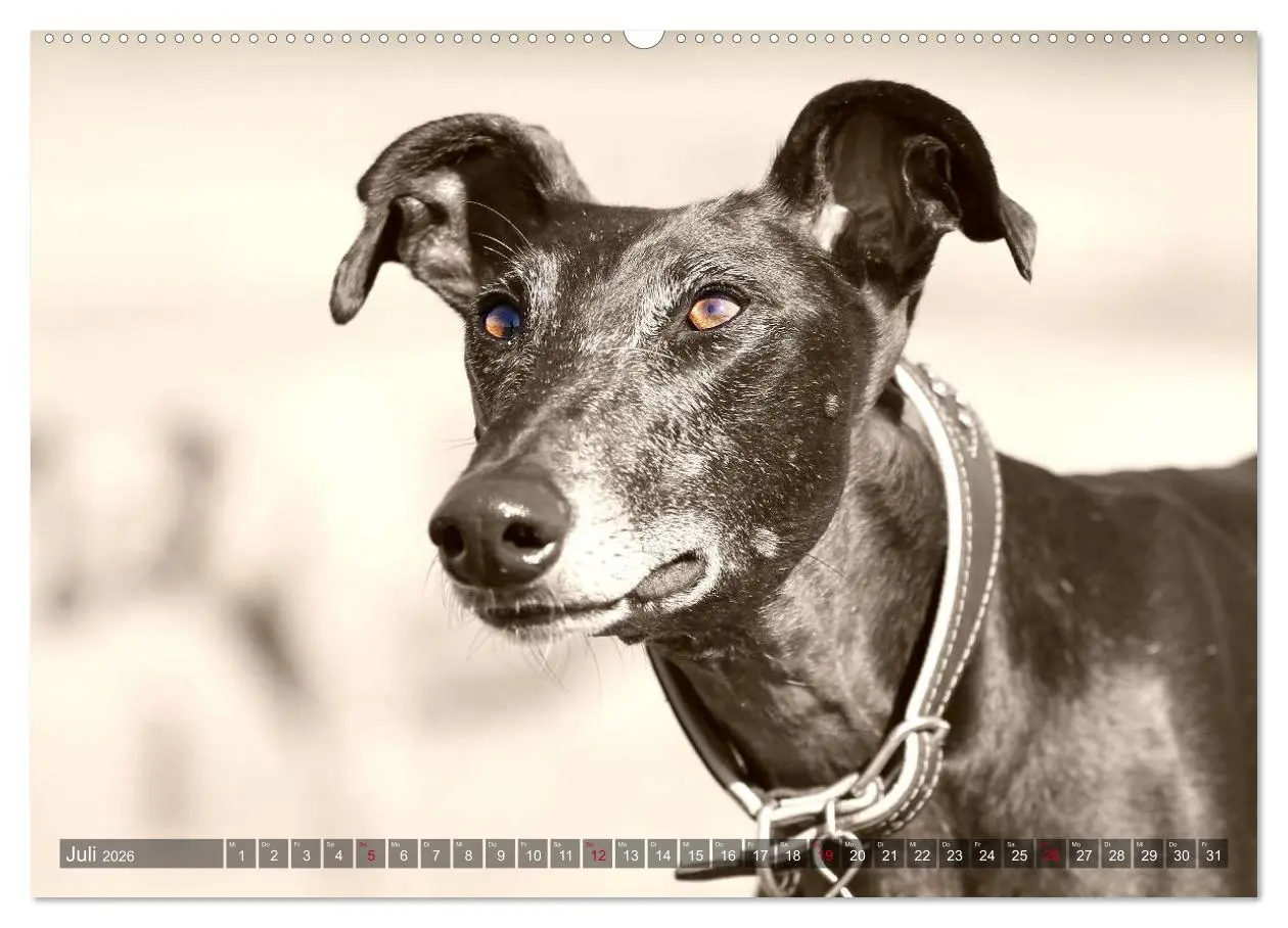 Bild: 9783457979273 | Windhunde eye-catcher (Wandkalender 2026 DIN A2 quer), CALVENDO...