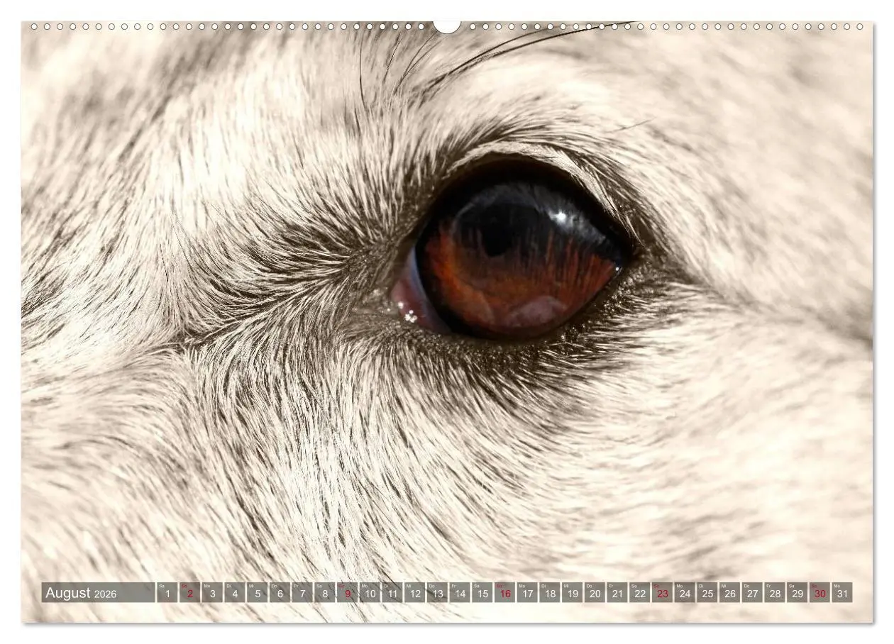 Bild: 9783457979273 | Windhunde eye-catcher (Wandkalender 2026 DIN A2 quer), CALVENDO...