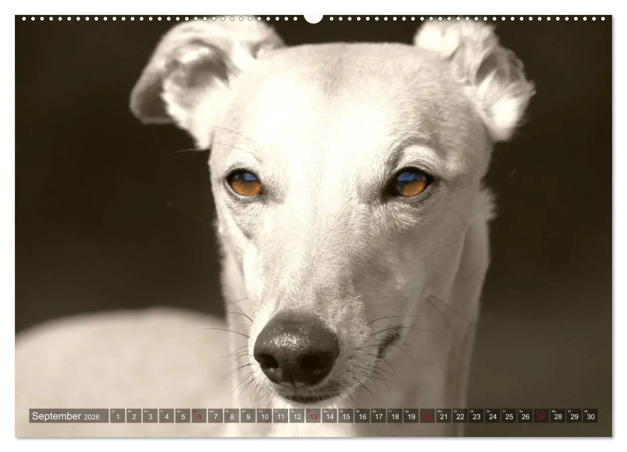 Bild: 9783457979273 | Windhunde eye-catcher (Wandkalender 2026 DIN A2 quer), CALVENDO...