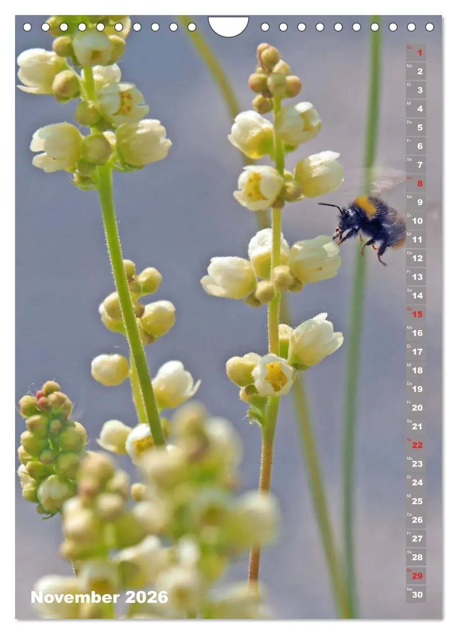 Bild: 9783516379273 | Blossom Love, von Bienen und Hummeln (Wandkalender 2026 DIN A4...