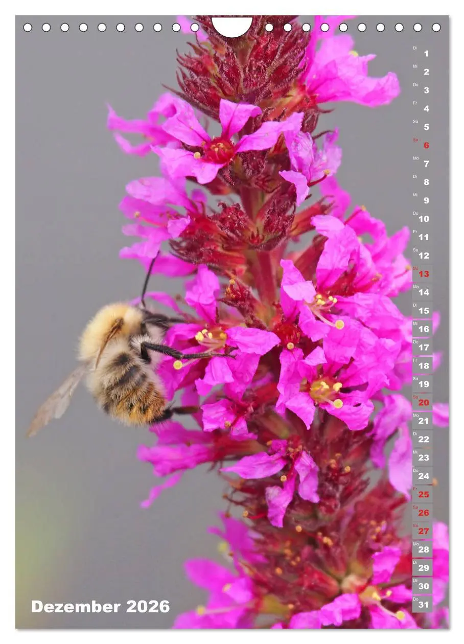 Bild: 9783516379273 | Blossom Love, von Bienen und Hummeln (Wandkalender 2026 DIN A4...