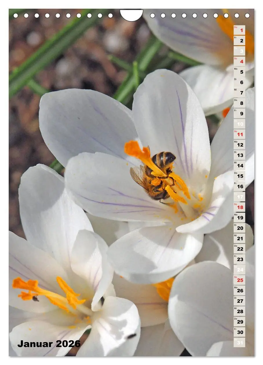 Bild: 9783516379273 | Blossom Love, von Bienen und Hummeln (Wandkalender 2026 DIN A4...