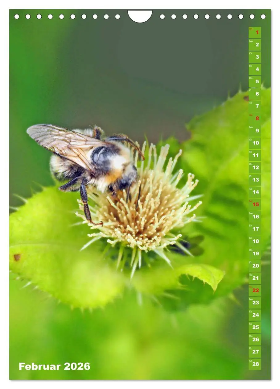 Bild: 9783516379273 | Blossom Love, von Bienen und Hummeln (Wandkalender 2026 DIN A4...