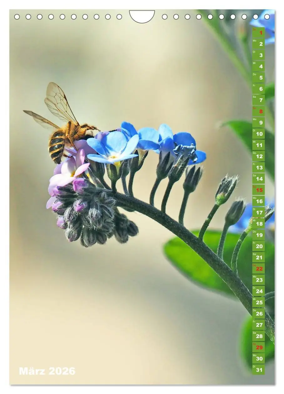 Bild: 9783516379273 | Blossom Love, von Bienen und Hummeln (Wandkalender 2026 DIN A4...