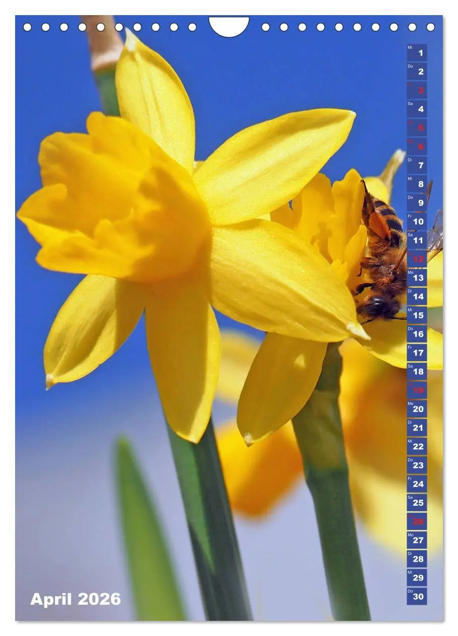 Bild: 9783516379273 | Blossom Love, von Bienen und Hummeln (Wandkalender 2026 DIN A4...