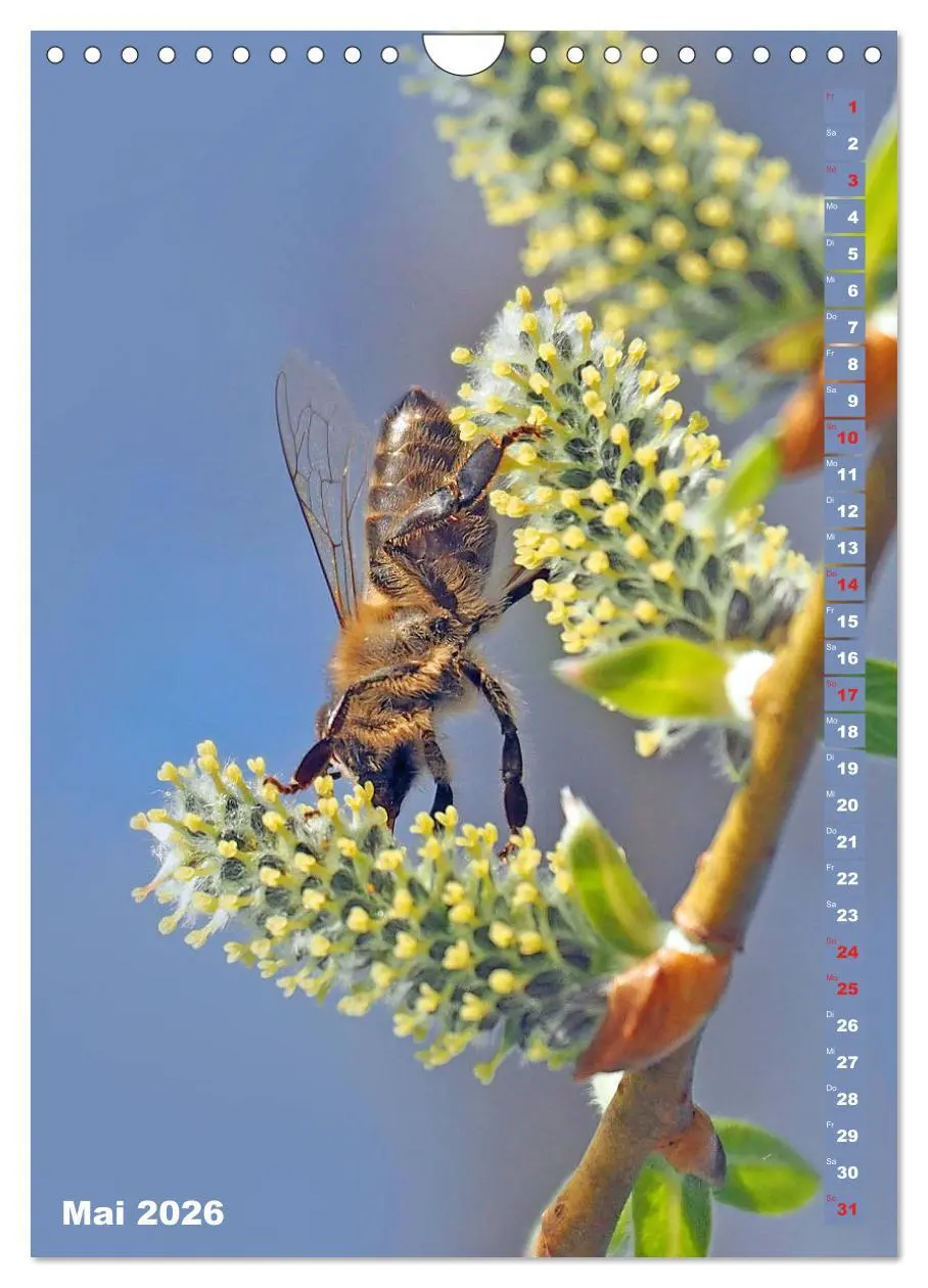 Bild: 9783516379273 | Blossom Love, von Bienen und Hummeln (Wandkalender 2026 DIN A4...