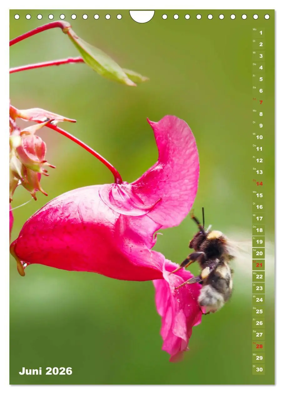 Bild: 9783516379273 | Blossom Love, von Bienen und Hummeln (Wandkalender 2026 DIN A4...