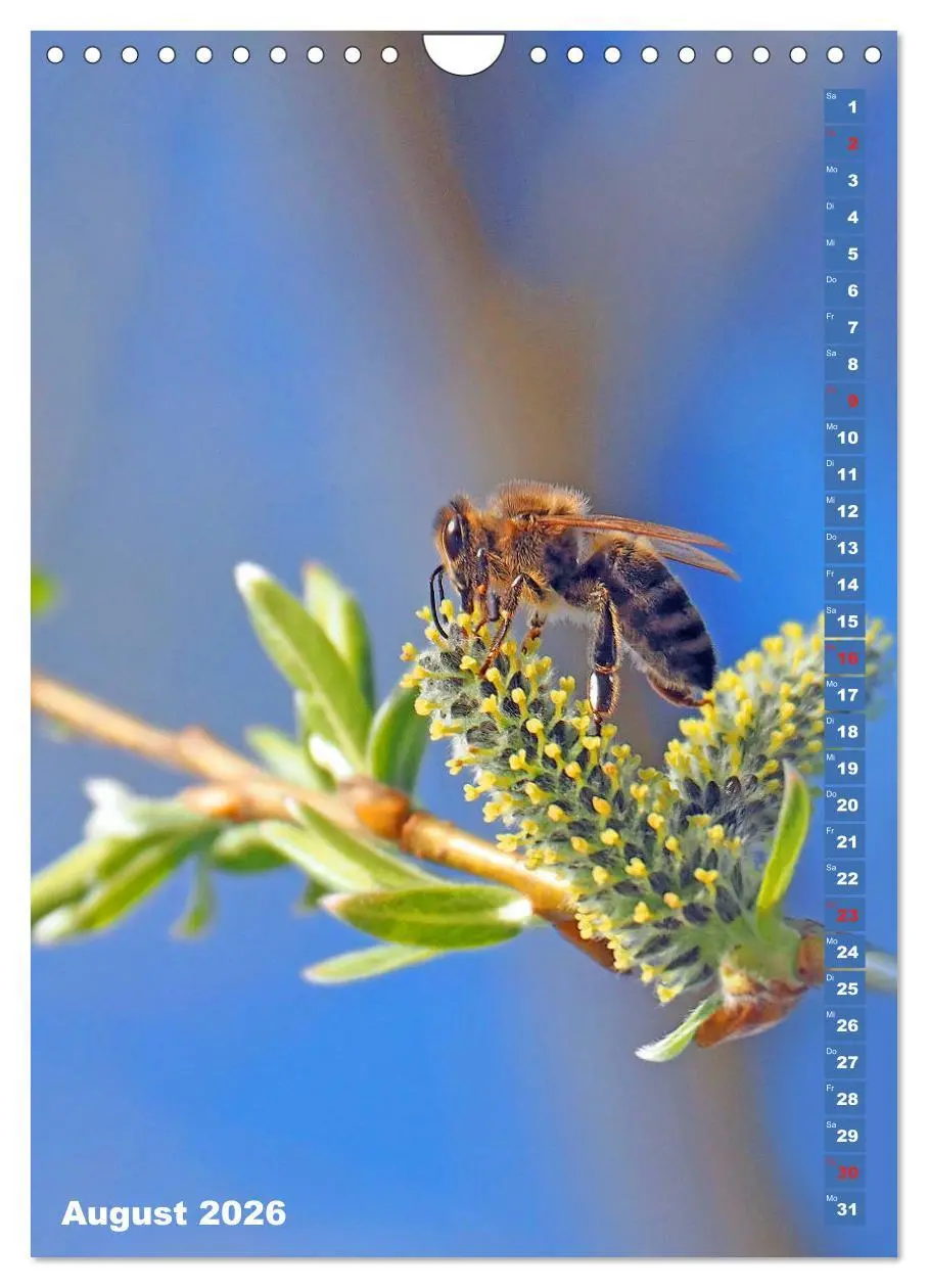 Bild: 9783516379273 | Blossom Love, von Bienen und Hummeln (Wandkalender 2026 DIN A4...