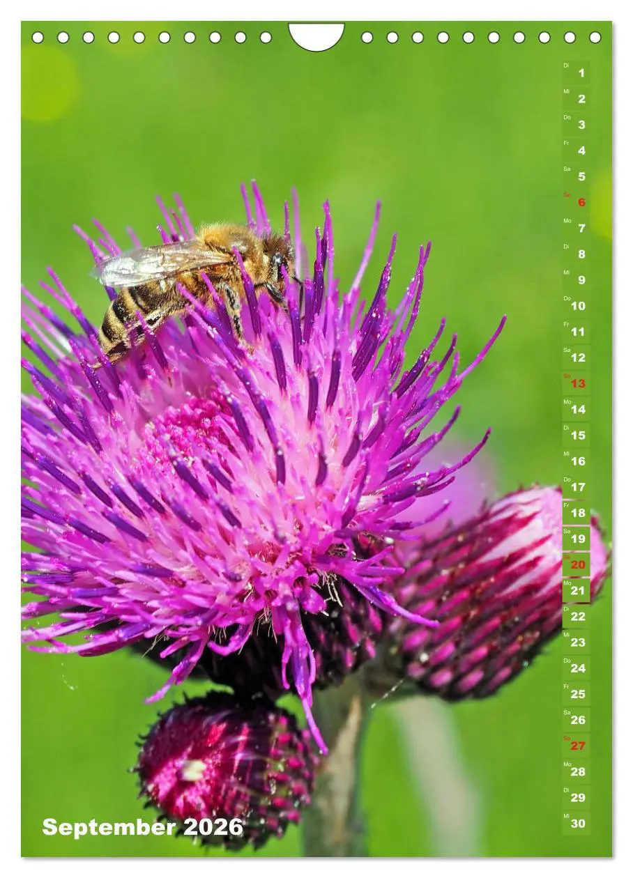 Bild: 9783516379273 | Blossom Love, von Bienen und Hummeln (Wandkalender 2026 DIN A4...