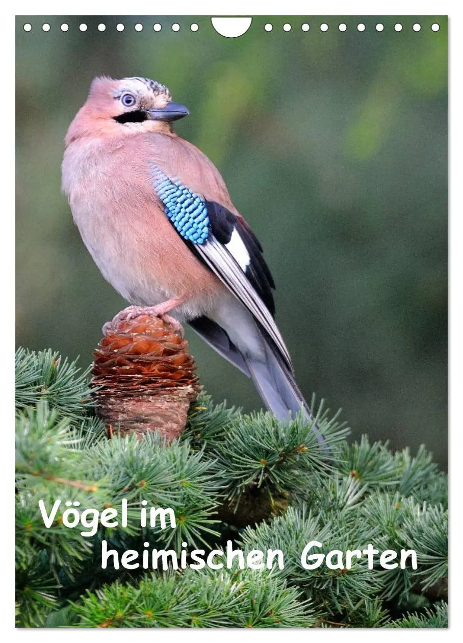 Cover: 9783516449273 | Vögel im heimischen Garten (Wandkalender 2026 DIN A4 hoch),...