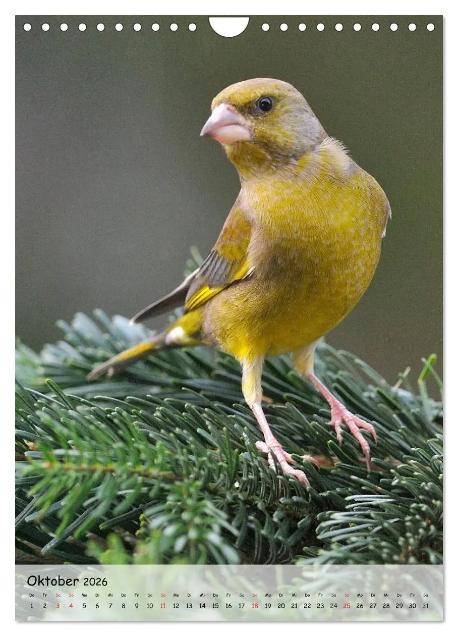 Bild: 9783516449273 | Vögel im heimischen Garten (Wandkalender 2026 DIN A4 hoch),...