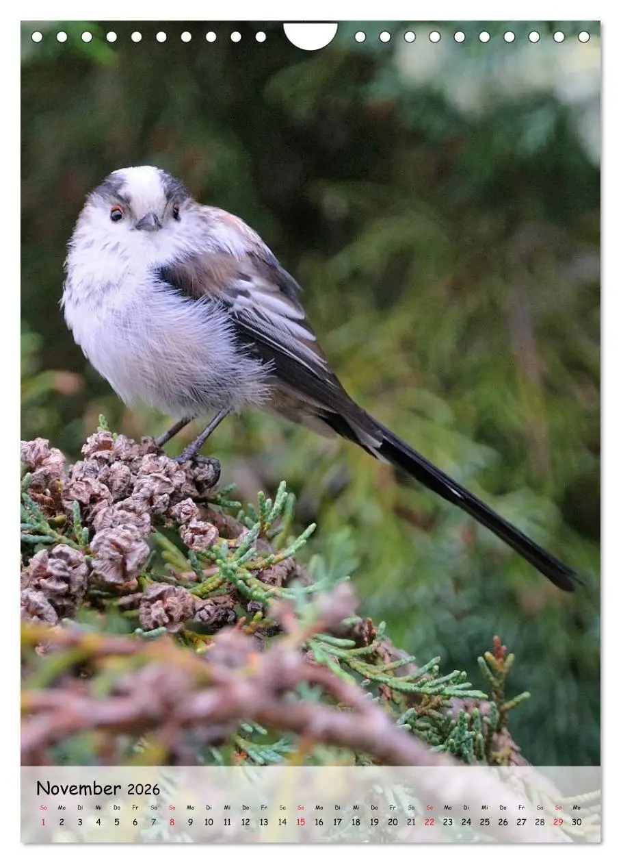 Bild: 9783516449273 | Vögel im heimischen Garten (Wandkalender 2026 DIN A4 hoch),...