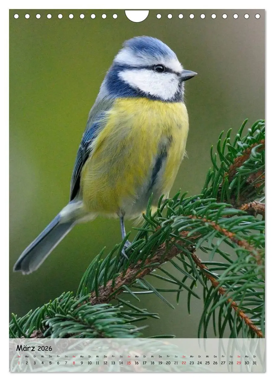 Bild: 9783516449273 | Vögel im heimischen Garten (Wandkalender 2026 DIN A4 hoch),...