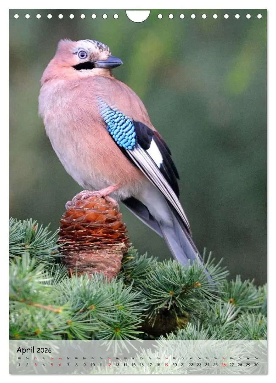 Bild: 9783516449273 | Vögel im heimischen Garten (Wandkalender 2026 DIN A4 hoch),...