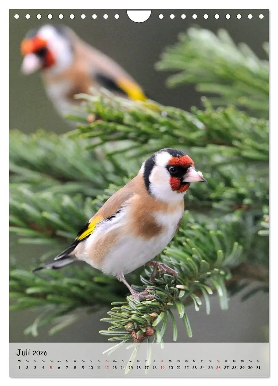 Bild: 9783516449273 | Vögel im heimischen Garten (Wandkalender 2026 DIN A4 hoch),...