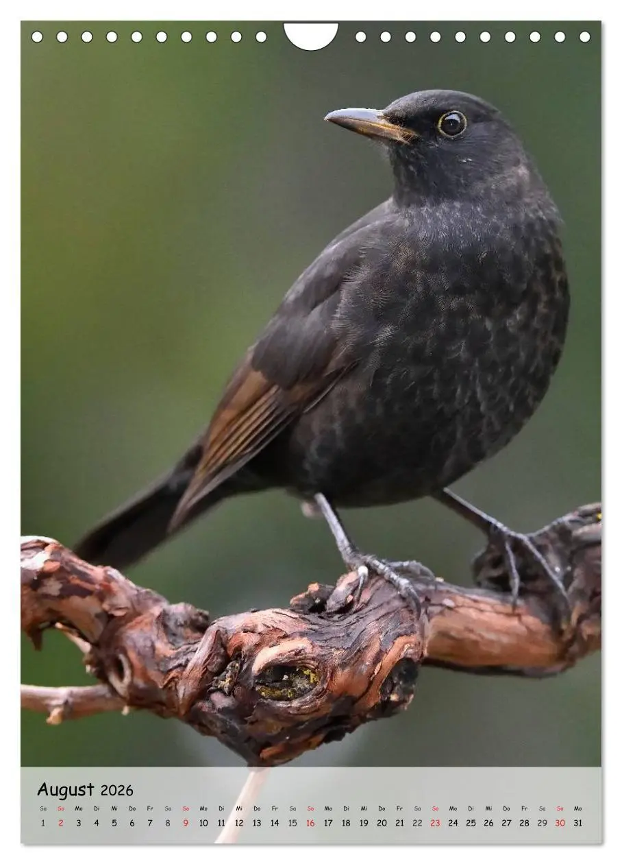 Bild: 9783516449273 | Vögel im heimischen Garten (Wandkalender 2026 DIN A4 hoch),...