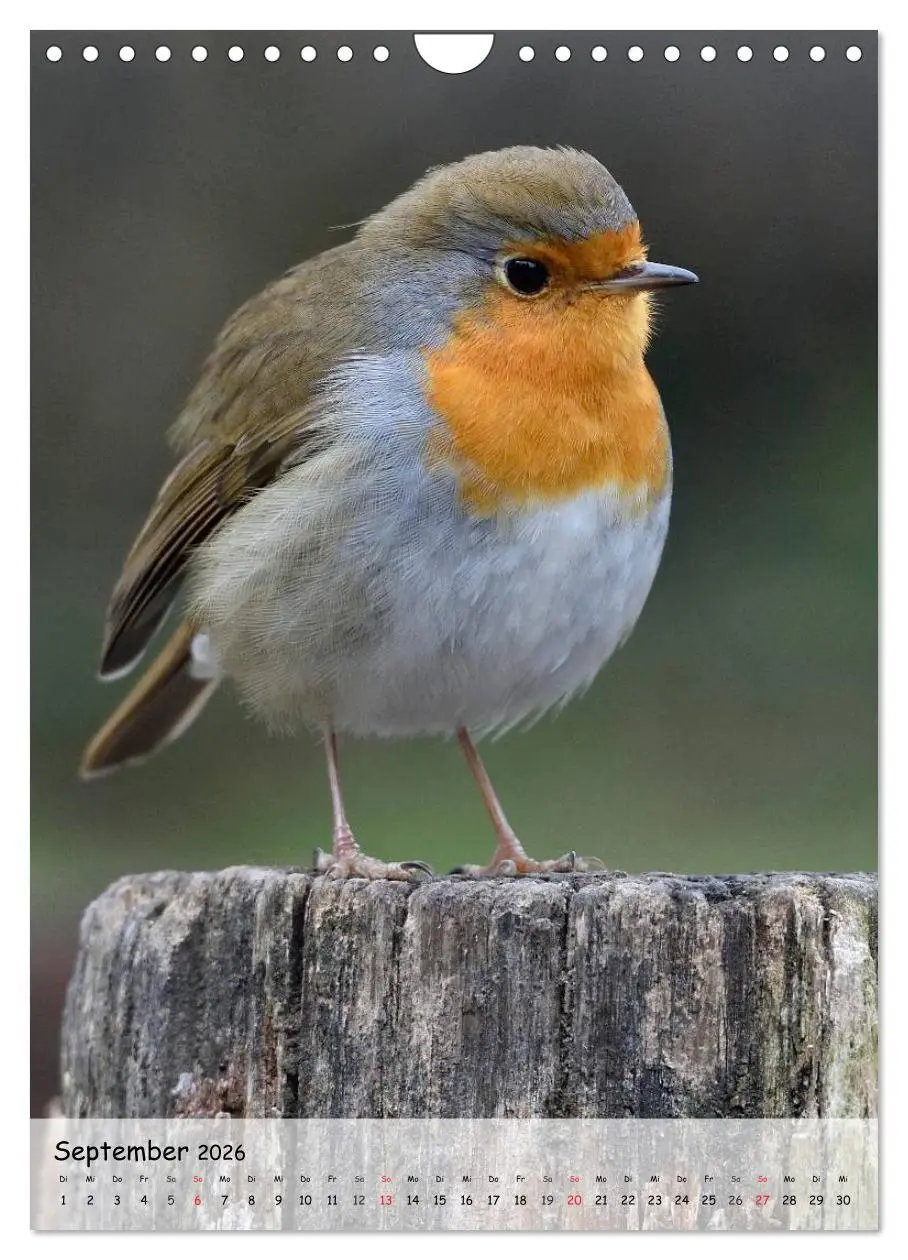 Bild: 9783516449273 | Vögel im heimischen Garten (Wandkalender 2026 DIN A4 hoch),...