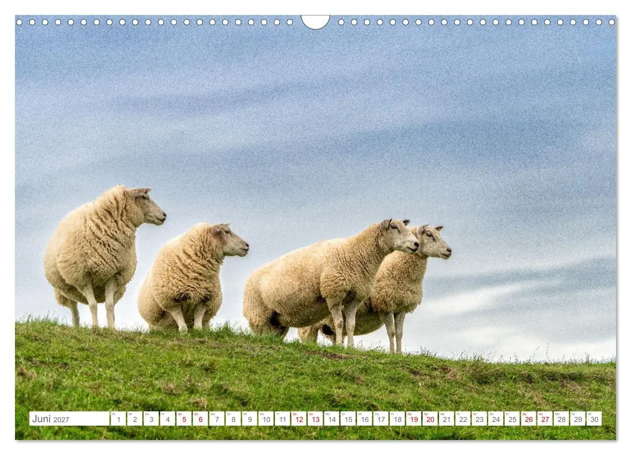 Bild: 9783569219373 | Naturerlebnis Rømø (Wandkalender 2027 DIN A3 quer), CALVENDO...