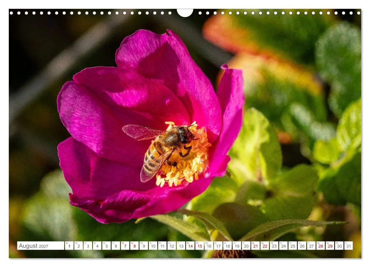 Bild: 9783569219373 | Naturerlebnis Rømø (Wandkalender 2027 DIN A3 quer), CALVENDO...