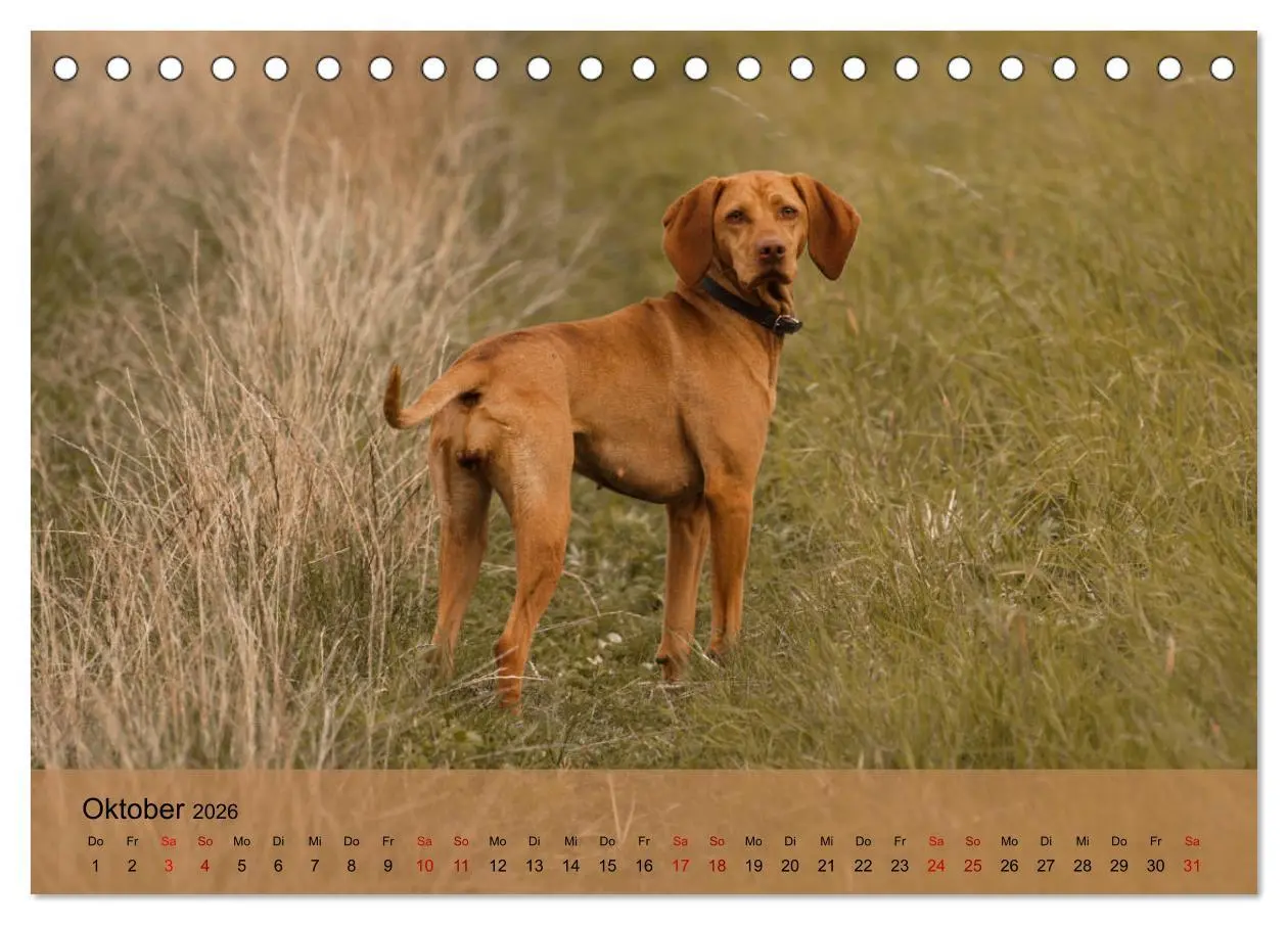 Bild: 9783457719473 | Magyar Vizsla - Ungarischer Vorstehhund (Tischkalender 2026 DIN A5...