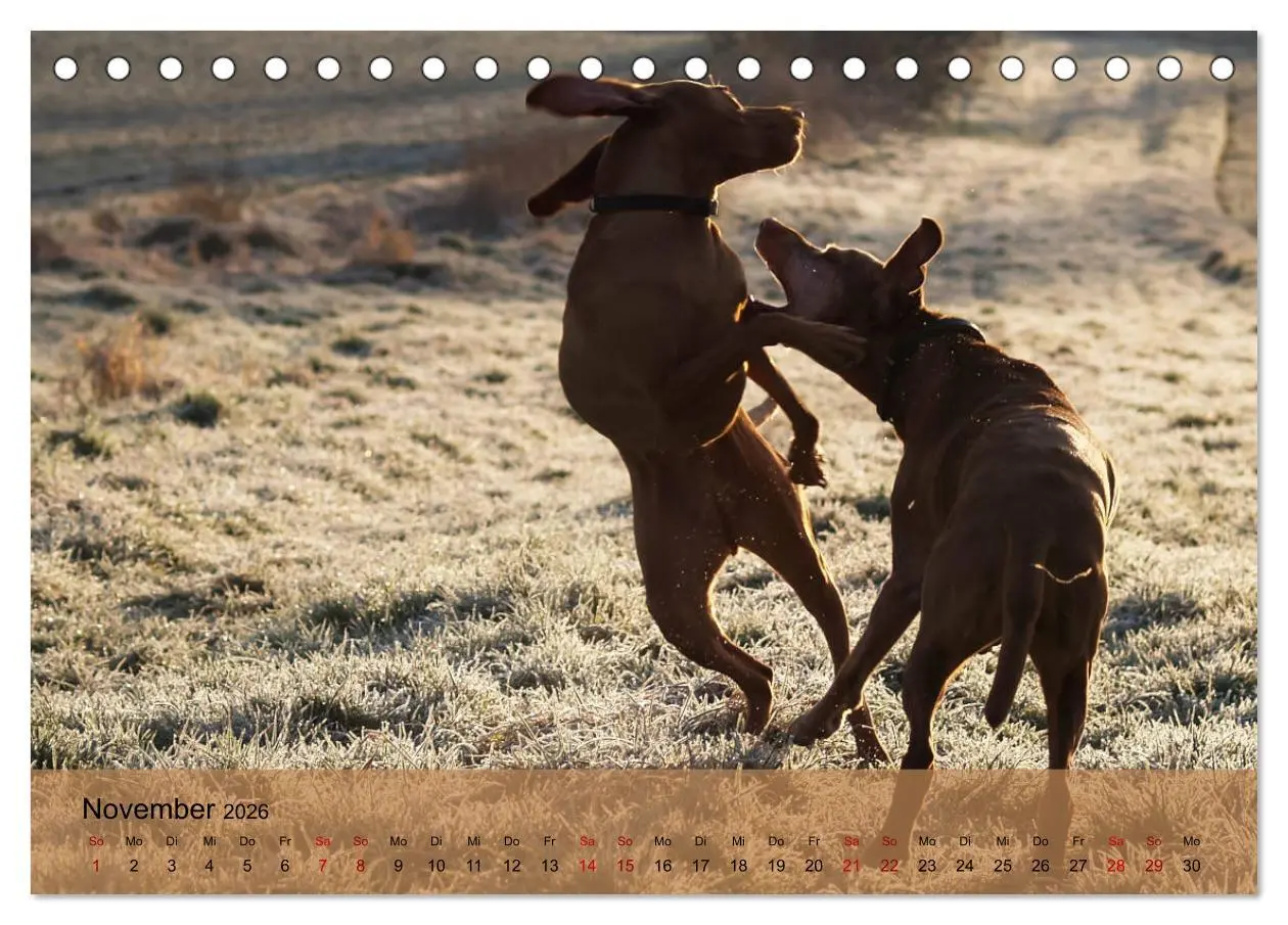 Bild: 9783457719473 | Magyar Vizsla - Ungarischer Vorstehhund (Tischkalender 2026 DIN A5...