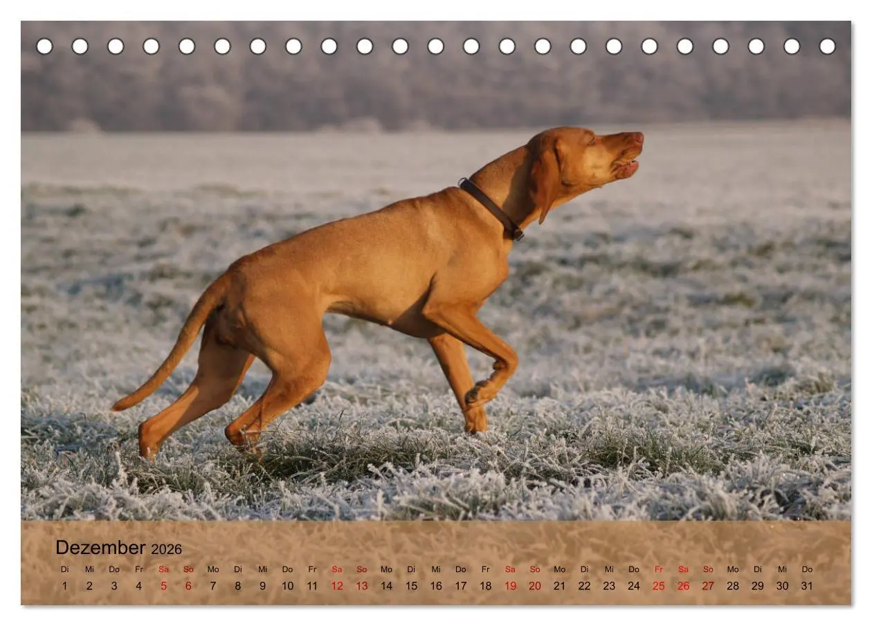 Bild: 9783457719473 | Magyar Vizsla - Ungarischer Vorstehhund (Tischkalender 2026 DIN A5...