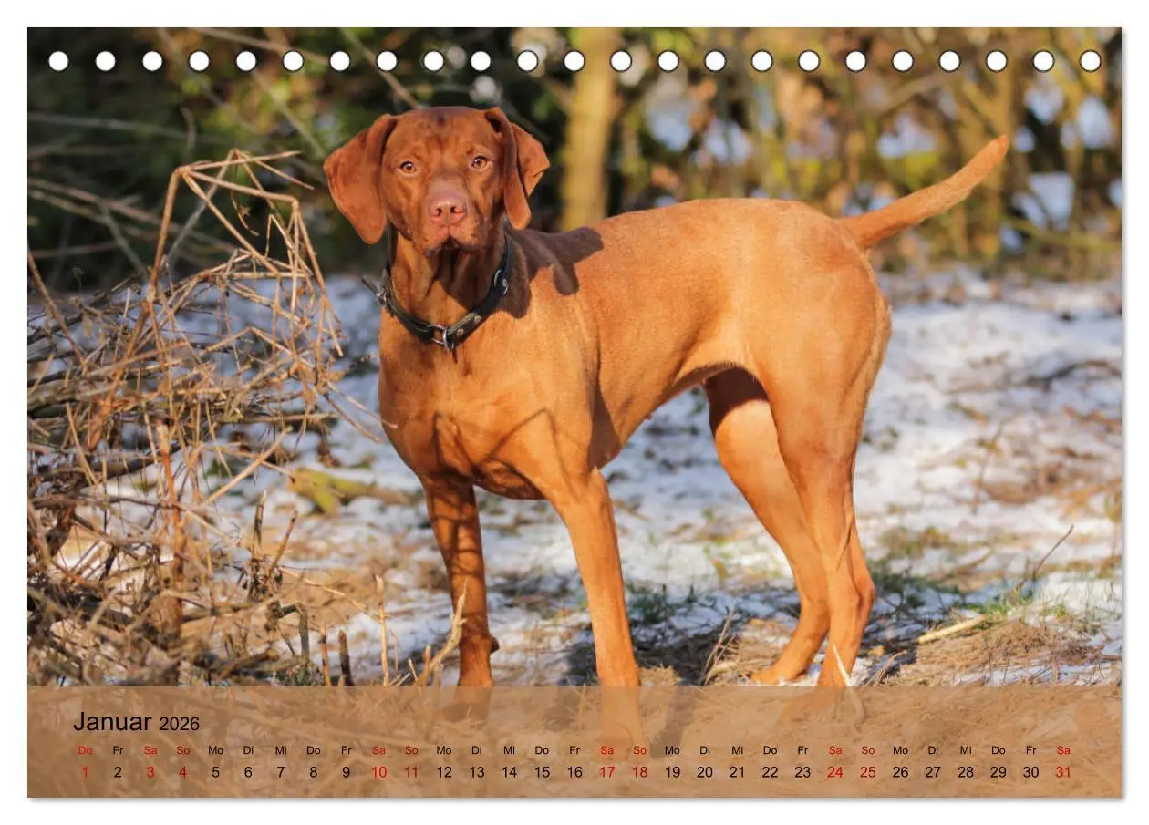 Bild: 9783457719473 | Magyar Vizsla - Ungarischer Vorstehhund (Tischkalender 2026 DIN A5...