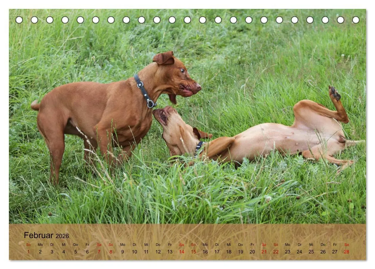 Bild: 9783457719473 | Magyar Vizsla - Ungarischer Vorstehhund (Tischkalender 2026 DIN A5...
