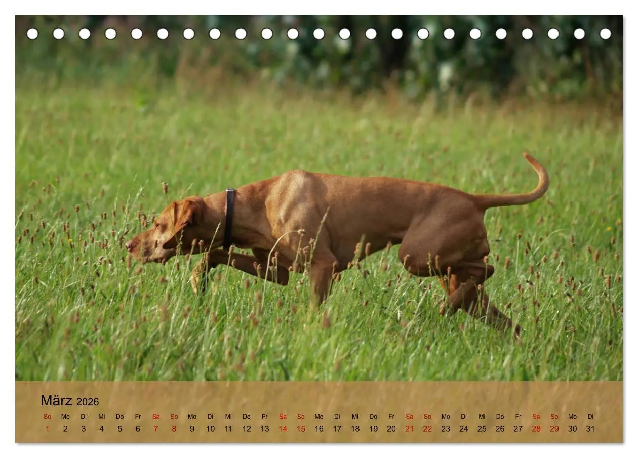 Bild: 9783457719473 | Magyar Vizsla - Ungarischer Vorstehhund (Tischkalender 2026 DIN A5...