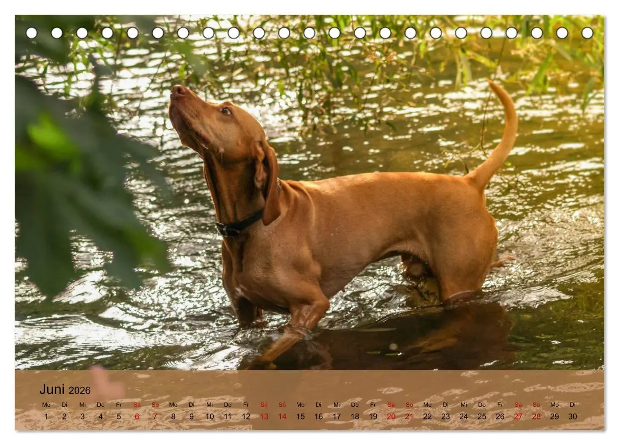 Bild: 9783457719473 | Magyar Vizsla - Ungarischer Vorstehhund (Tischkalender 2026 DIN A5...
