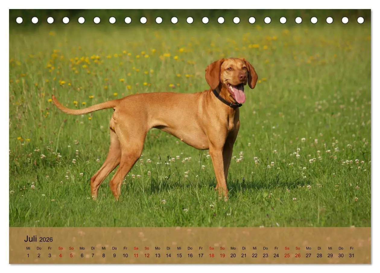 Bild: 9783457719473 | Magyar Vizsla - Ungarischer Vorstehhund (Tischkalender 2026 DIN A5...