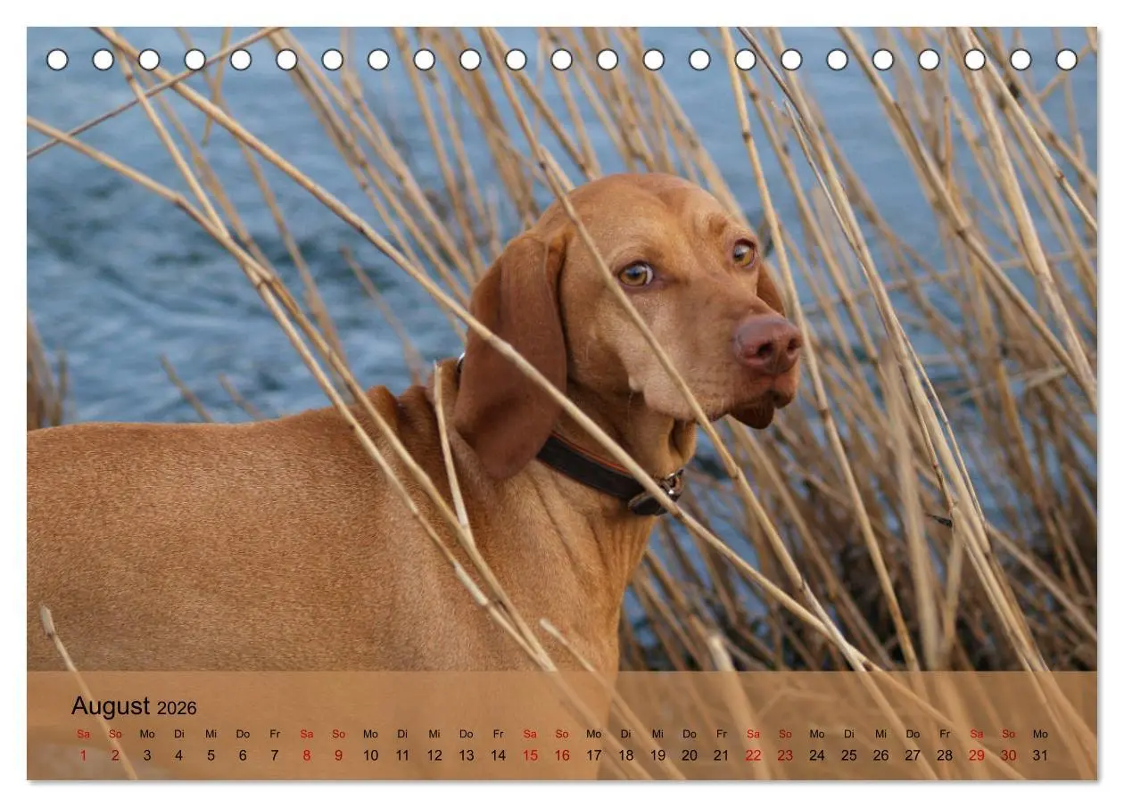 Bild: 9783457719473 | Magyar Vizsla - Ungarischer Vorstehhund (Tischkalender 2026 DIN A5...