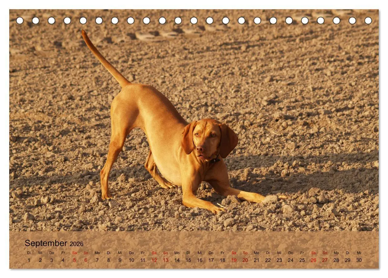 Bild: 9783457719473 | Magyar Vizsla - Ungarischer Vorstehhund (Tischkalender 2026 DIN A5...