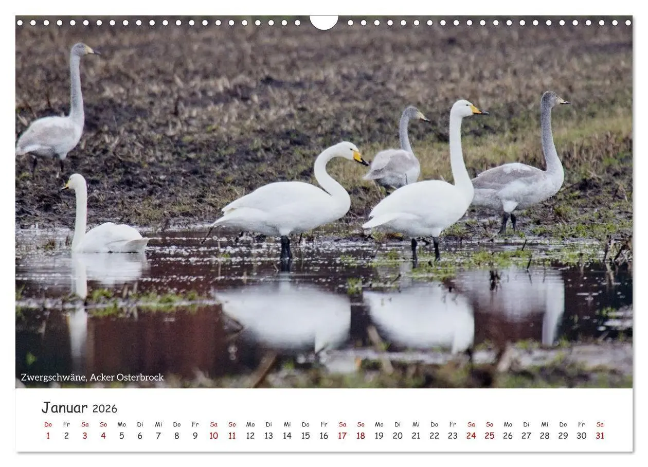 Bild: 9783516729573 | Emsland Impressionen (Wandkalender 2026 DIN A3 quer), CALVENDO...