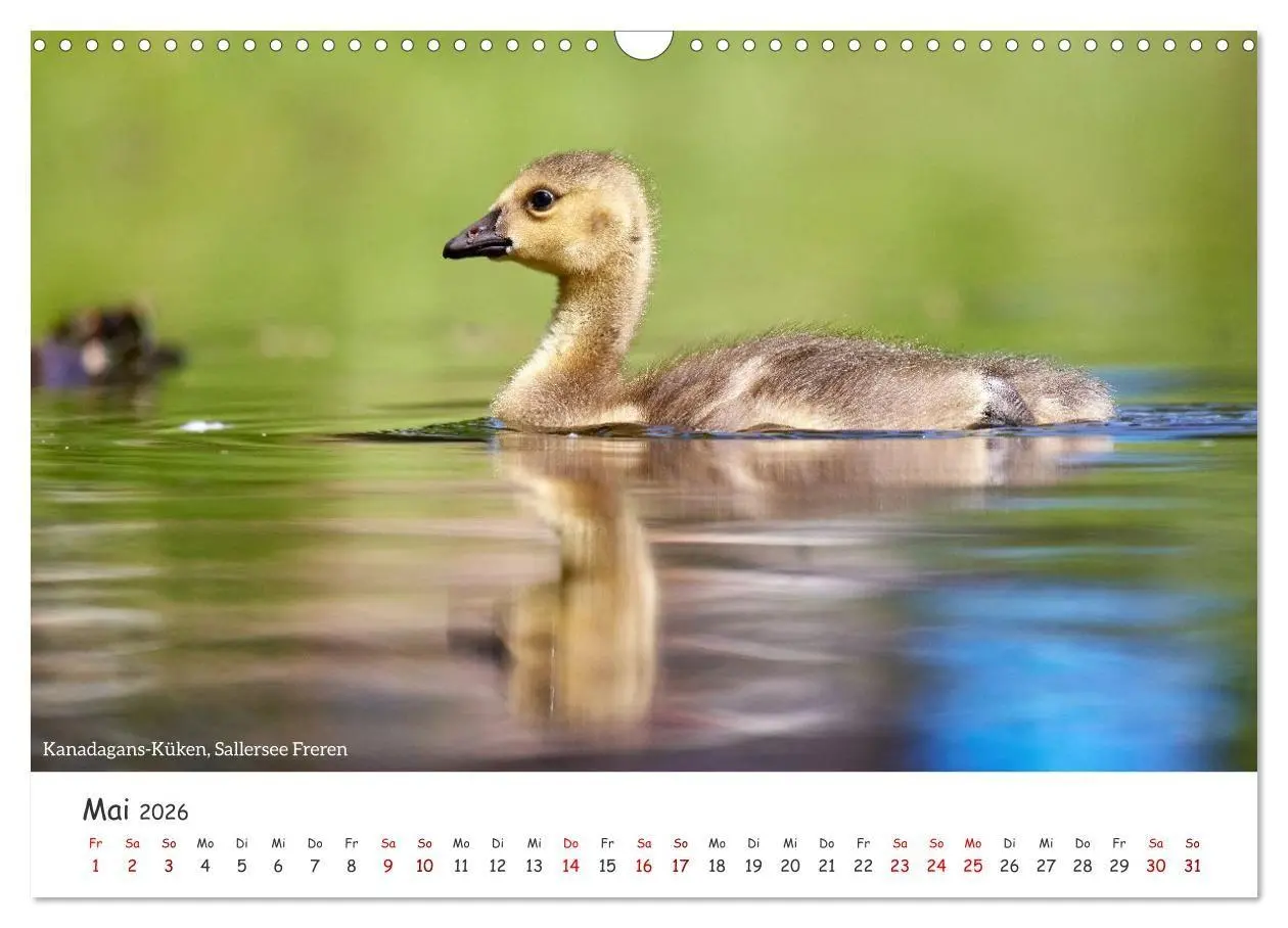 Bild: 9783516729573 | Emsland Impressionen (Wandkalender 2026 DIN A3 quer), CALVENDO...