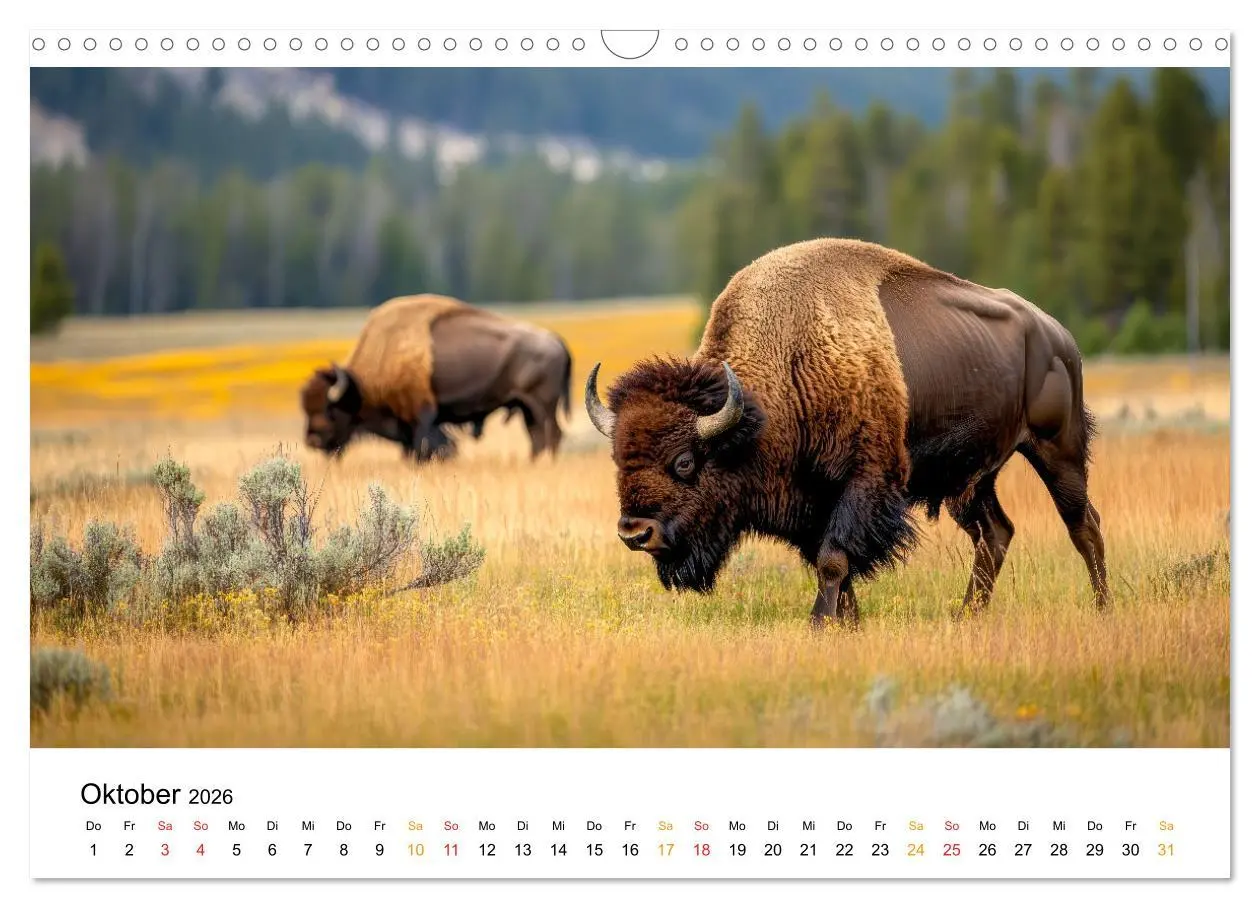 Bild: 9783457309773 | Büffel - Ikonen der Wildnis (Wandkalender 2026 DIN A3 quer),...