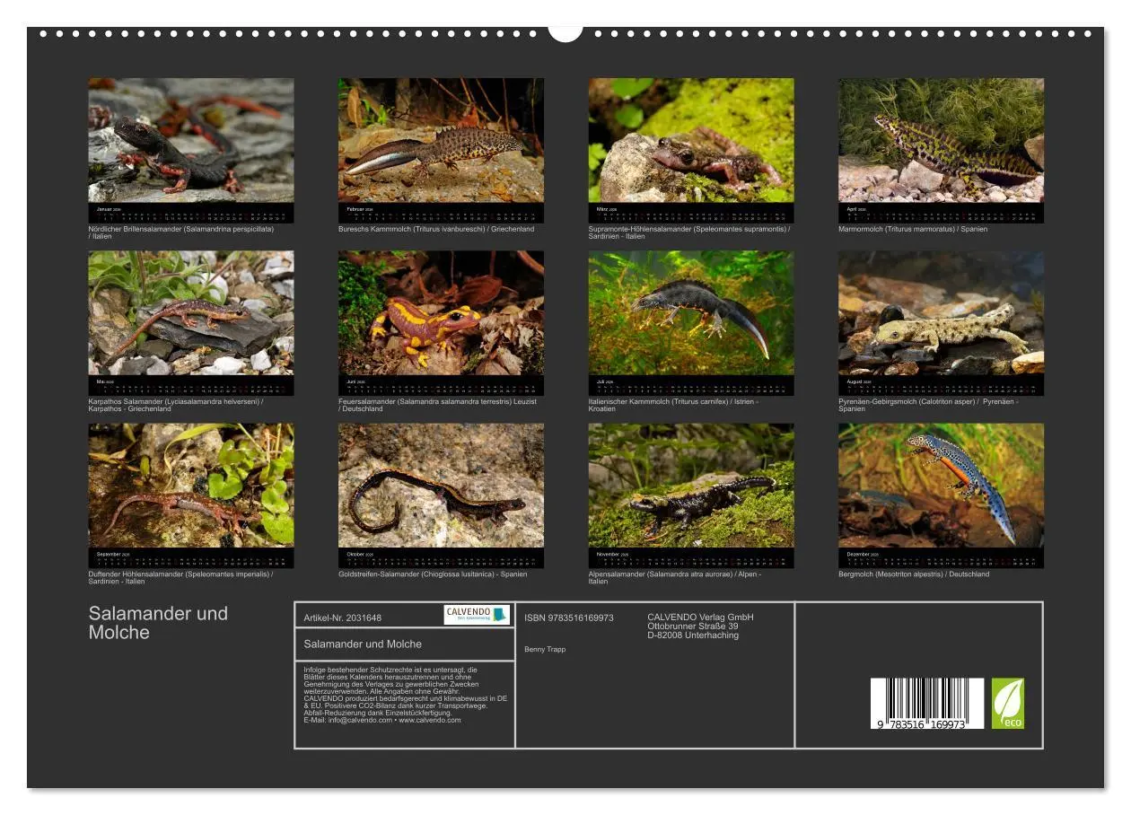Bild: 9783516169973 | Salamander und Molche (hochwertiger Premium Wandkalender 2026 DIN...